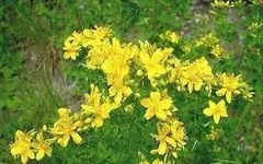 Understanding Forsythia: Characteristics, Distribution, and Medicinal Value