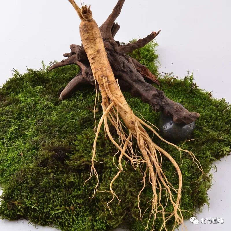 Ginseng | A Comprehensive Guide to Classification