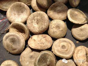 Senior Physician Warns: Besides Raw Aconite, These Commonly Used Liquors in Wuzhou Are Also Toxic!