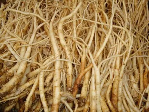 The Hypertensive Effects and Contraindications of Dang Shen (Codonopsis pilosula)