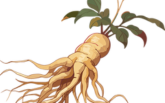 Health Science Popularization | Understanding Ginseng: 7 Key Questions for Safe Use