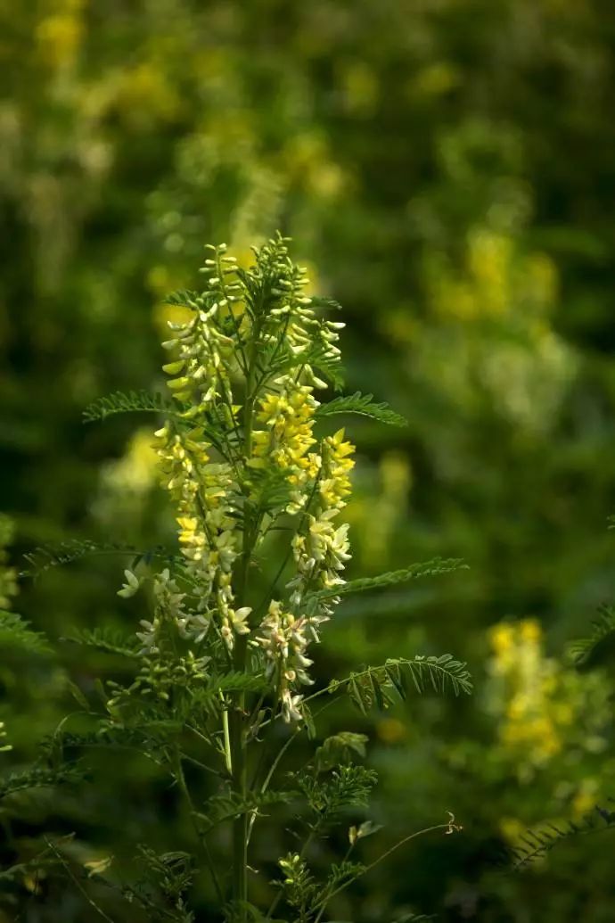 A Discussion on Astragalus (Huang Qi)