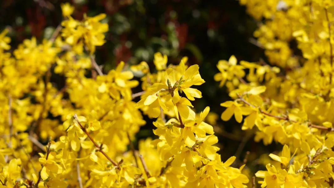 Aromatic Profile | Forsythia suspensa