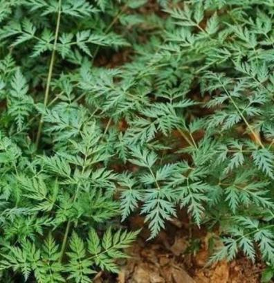 Weekly Herb: Chuan Xiong (Ligusticum Chuanxiong)