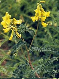 The Efficacy and Functions of Astragalus (Huang Qi)