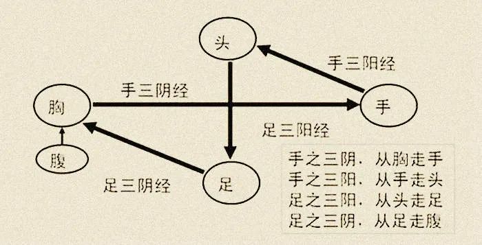 The Pathways, Connections, and Flow of Qi and Blood in the Twelve Meridians