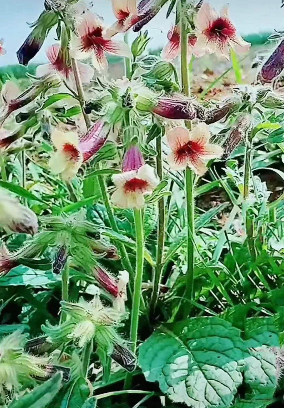 Overview of Rehmannia (Di Huang)