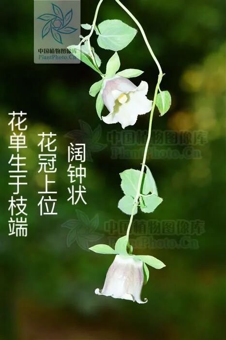 Introduction to Dang Shen (Codonopsis pilosula)