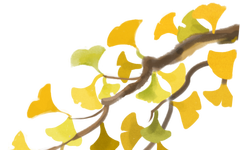The Four Varieties of Poria: Different Effects and Uses