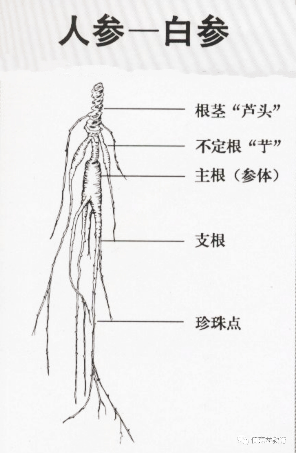 How to Distinguish Genuine from Fake Ginseng