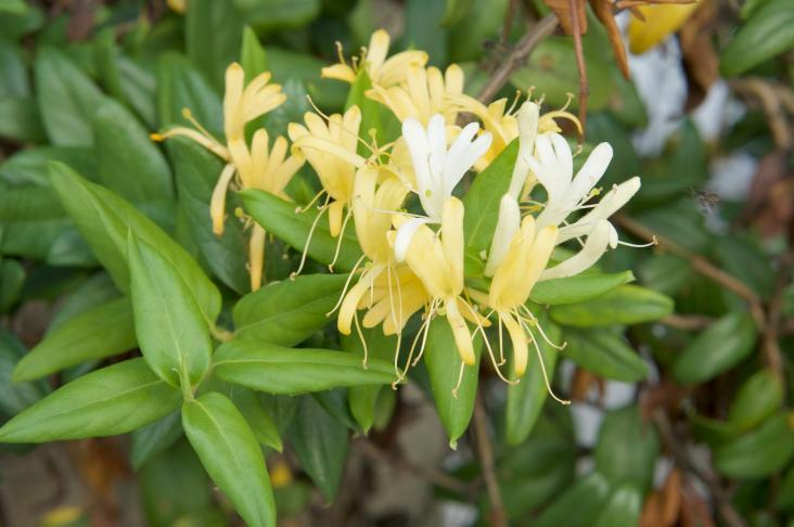 The First Flower of Summer: Honeysuckle! Be Careful Not to Pick the Wrong One