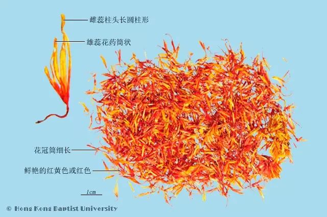 Daily Herb 102: Safflower - Do You Know the Origin of Rouge?
