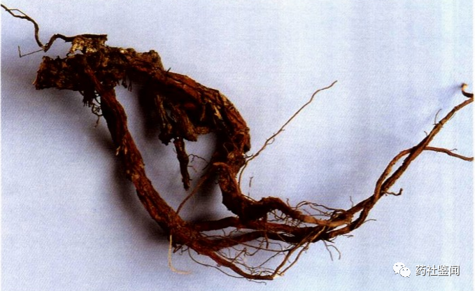 Traditional Chinese Medicine Herb - Danshen (Salvia miltiorrhiza)