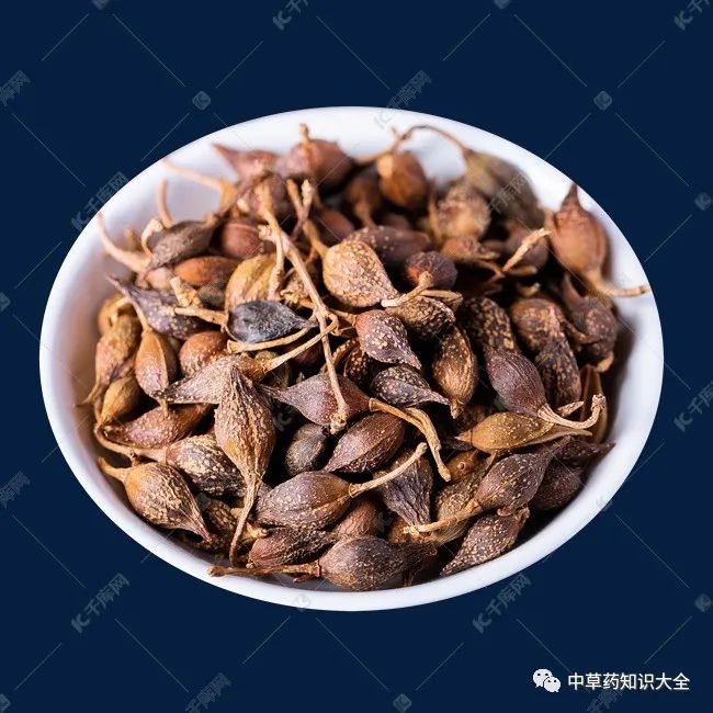 The Efficacy and Functions of Lian Qiao (Forsythia Suspensa)