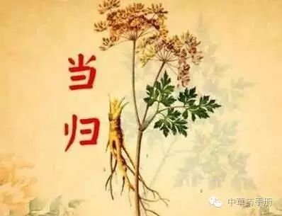 The Efficacy and Functions of Angelica Sinensis (Dang Gui)