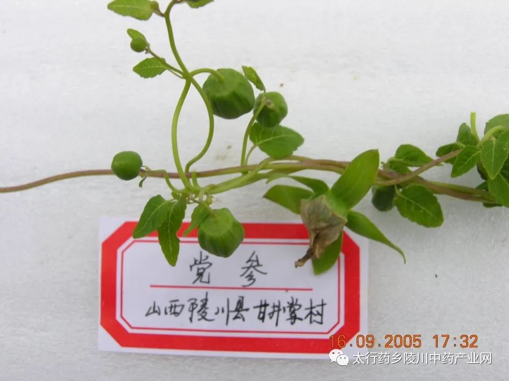 Understanding Codonopsis: The Lesser-Known Ginseng