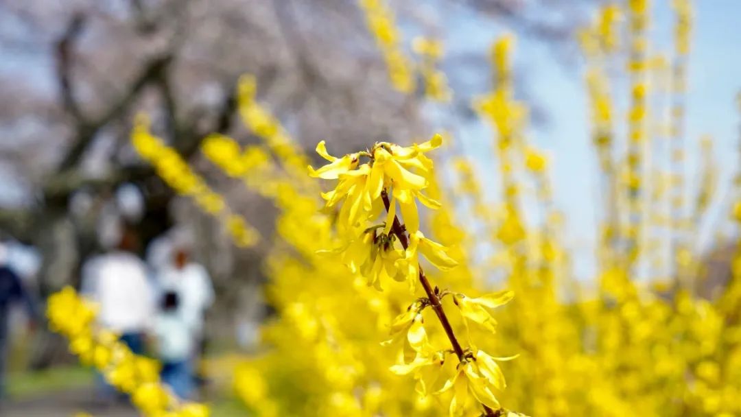Aromatic Profile | Forsythia suspensa