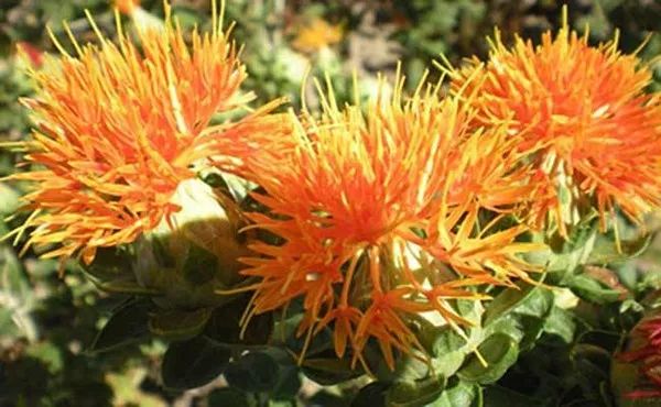 The Efficacy and Functions of Honghua (Safflower): Invigorating Blood Circulation, Regulating Menstruation, and Alleviating Pain
