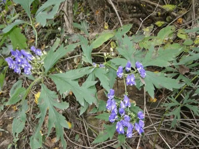 The Efficacy and Functions of Aconite in Traditional Chinese Medicine