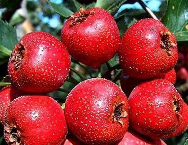 Dan Shen and Hawthorn: The "Golden Ratio" for Preventing and Treating Cardiovascular Diseases