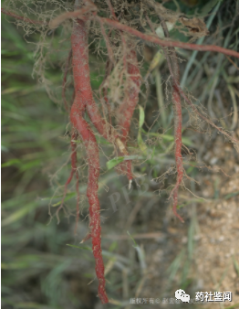 Traditional Chinese Medicine Herb - Danshen (Salvia miltiorrhiza)