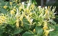 The Efficacy and Functions of Honeysuckle: What Are Its Uses?