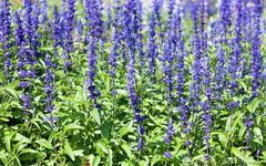 Analysis of the Medicinal Herb Dan Shen (Salvia miltiorrhiza)