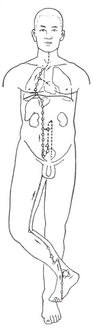 Diagram of the Twelve Meridians (Latest)