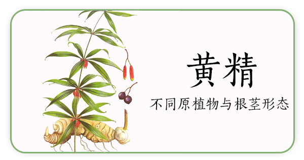 Angelica Sinensis | The Sacred Herb of Blood Restoration