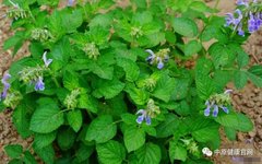 The Efficacy and Functions of Dan Shen: Benefits of Dan Shen Tea