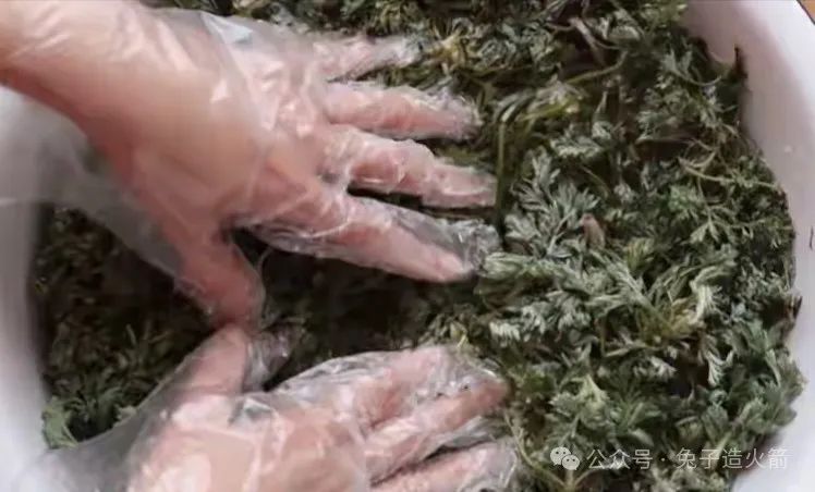 The Benefits of Eating Artemisia Annua in Spring: Clearing Heat, Detoxifying, and Nourishing the Liver