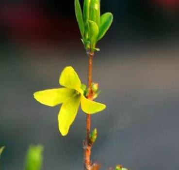 What is Lian Qiao and What are its Effects and Functions?