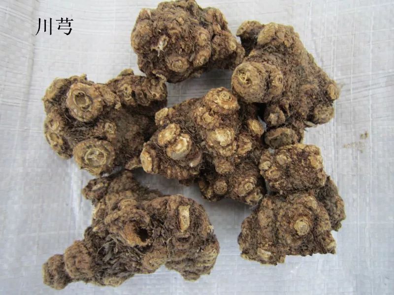 Understanding a Chinese Herb Every Day: Chuanxiong (Ligusticum chuanxiong)