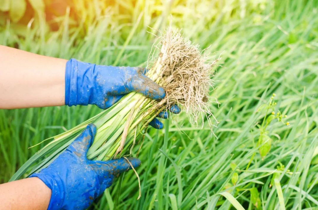 The First Vegetable of Spring! Strong Effects on Blood Circulation and Liver Nourishment, Best Time to Eat!