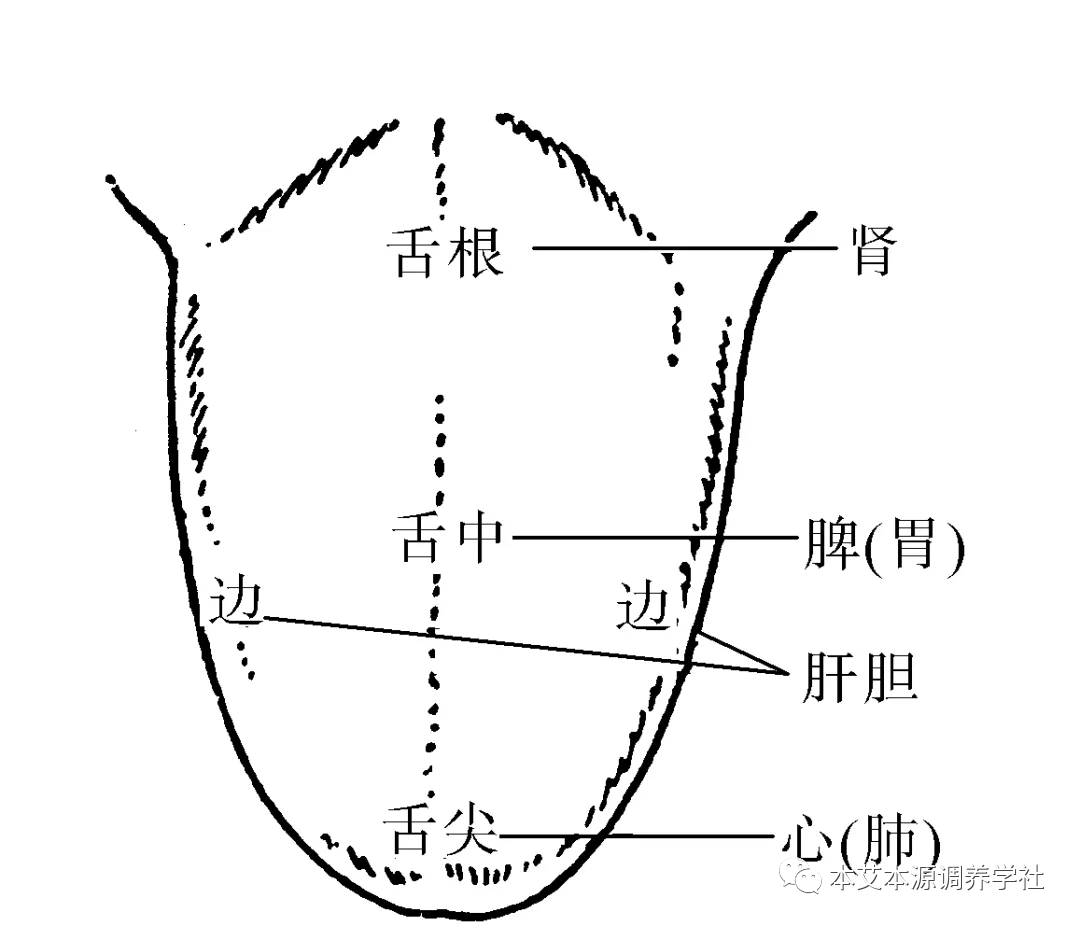 Tongue Diagnosis Series 3: Precise Differentiation of Tongue Coating, Quality, and Shape