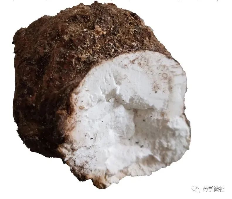 Cultivation and Management of Poria Cocos