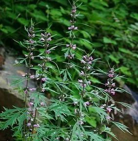 Identifying Chinese Medicinal Herbs Through Images: Exploring the 'Compendium of Materia Medica' (Part 3)