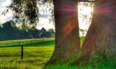 The Importance of Yang Qi: How Insufficient Yang Qi Can Lead to Cold Sensitivity, Fatigue, and Poor Luck