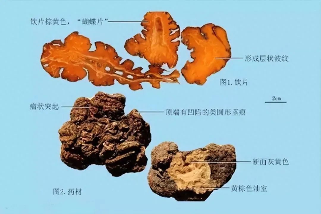 Identification of the Chinese Herbal Medicine Chuanxiong