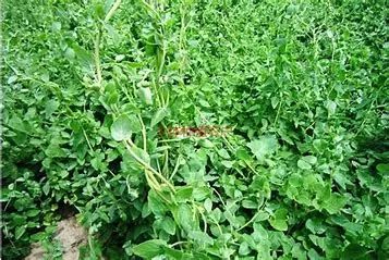 Effects and Contraindications of Codonopsis (Dang Shen) in Traditional Chinese Medicine