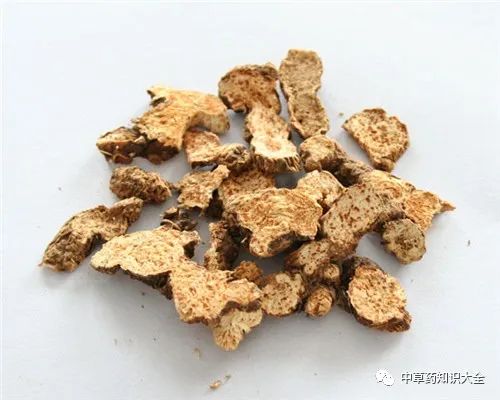 Traditional Chinese Medicine Herb: Cang Zhu (Atractylodes)