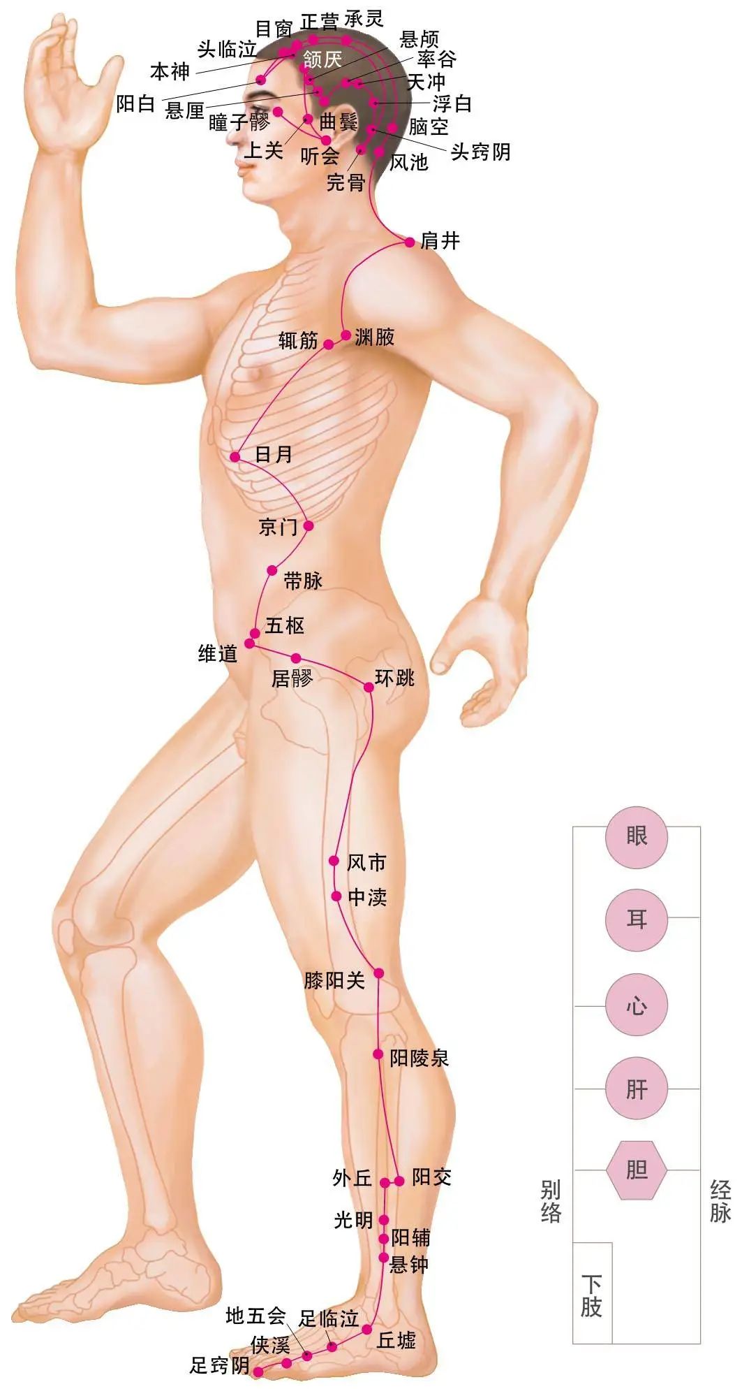 Diagram of the Twelve Meridians (Latest)