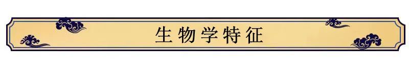 Introduction to Jin Yin Hua (Honeysuckle Flower)
