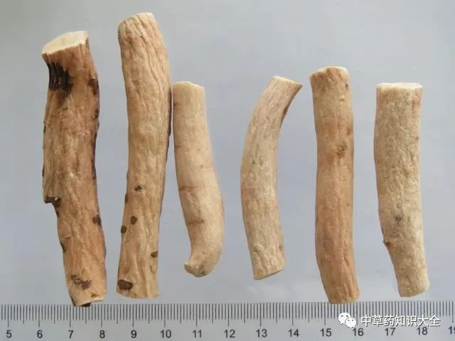 Chinese Herbal Medicine: Bai Shao (White Peony Root)