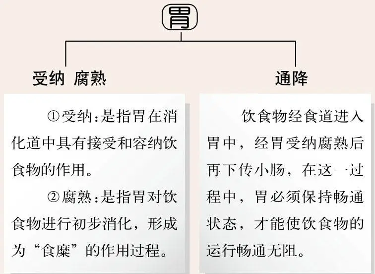Foundations of Traditional Chinese Medicine: Functions of the Five Organs and Six Bowels