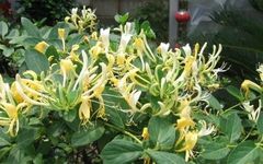 The Efficacy and Functions of Jin Yin Hua (Honeysuckle)