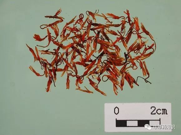 Traditional Chinese Medicine Herb: Safflower (Honghua)