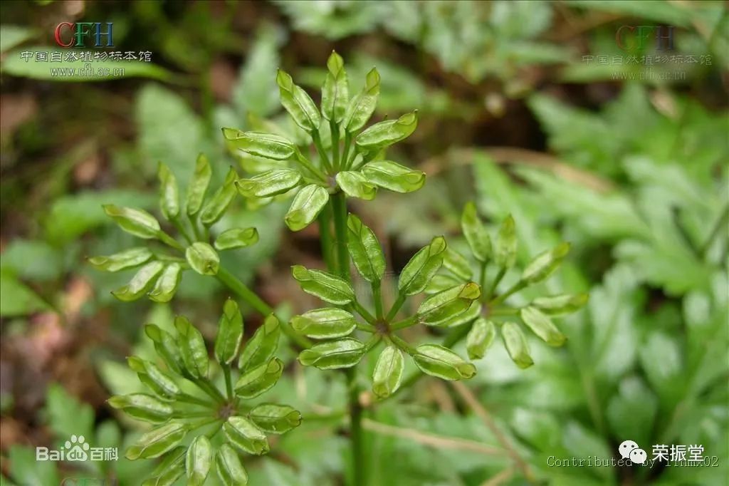 A Detailed Discussion on Huang Lian (Coptis chinensis)