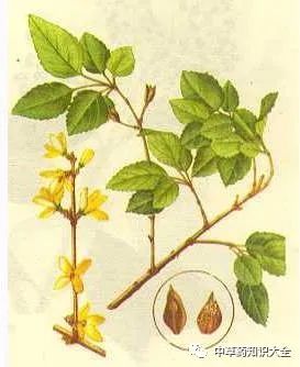 Traditional Chinese Medicine Herb: Lian Qiao (Forsythia)
