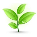 Shennong's Classic of Herbal Medicine - Fuzi (Aconite)